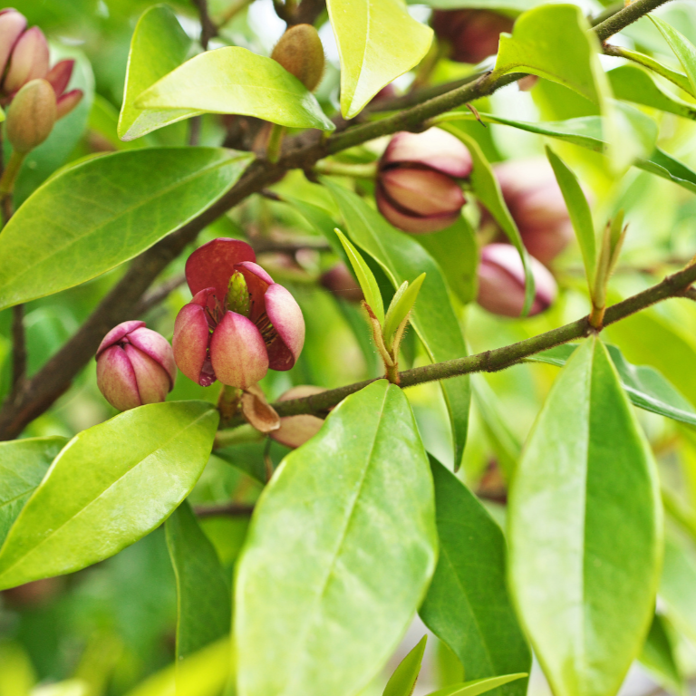 Port Wine Magnolia (Michelia Coco)