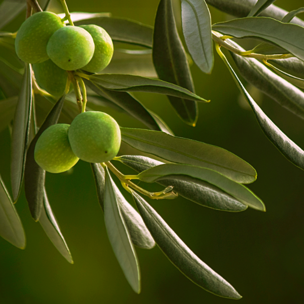 Olive frantoio Heritage