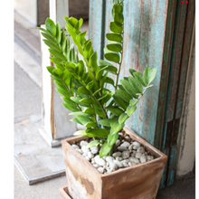 Load image into Gallery viewer, Zamioculcas zamiifolia {Zanzibar gem}
