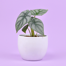 Load image into Gallery viewer, Alocasia Bisma Silver
