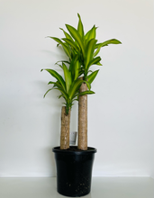 Load image into Gallery viewer, Dracaena fragrans Massangeana Totem Poles (Happy Plant)
