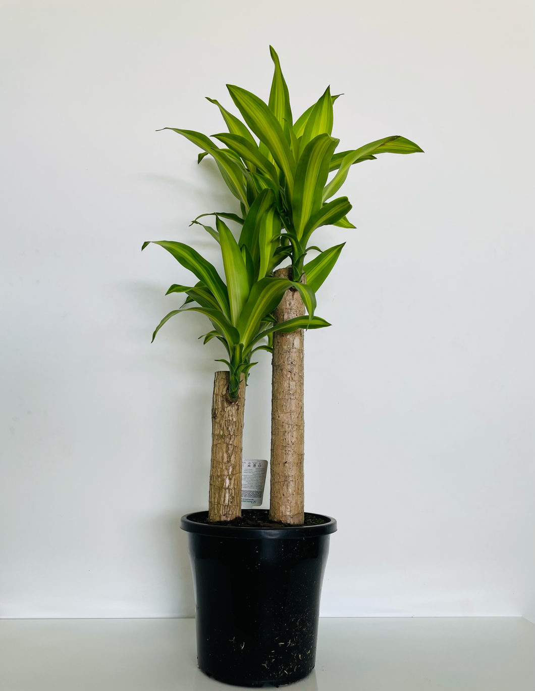 Dracaena fragrans Massangeana Totem Poles (Happy Plant)